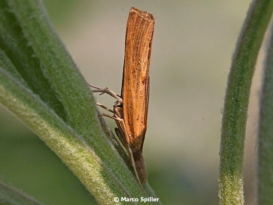 Falena da identificare - Pediasia contaminella